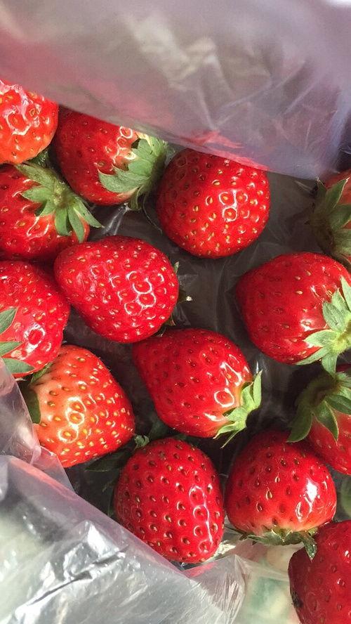 娱乐吃瓜草莓,娱乐界的甜蜜诱惑